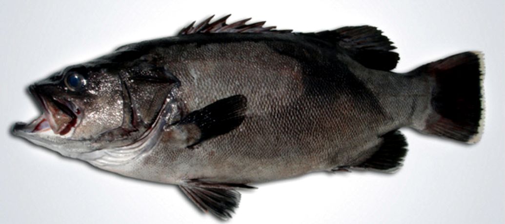 Polyprion americanus_02.jpg